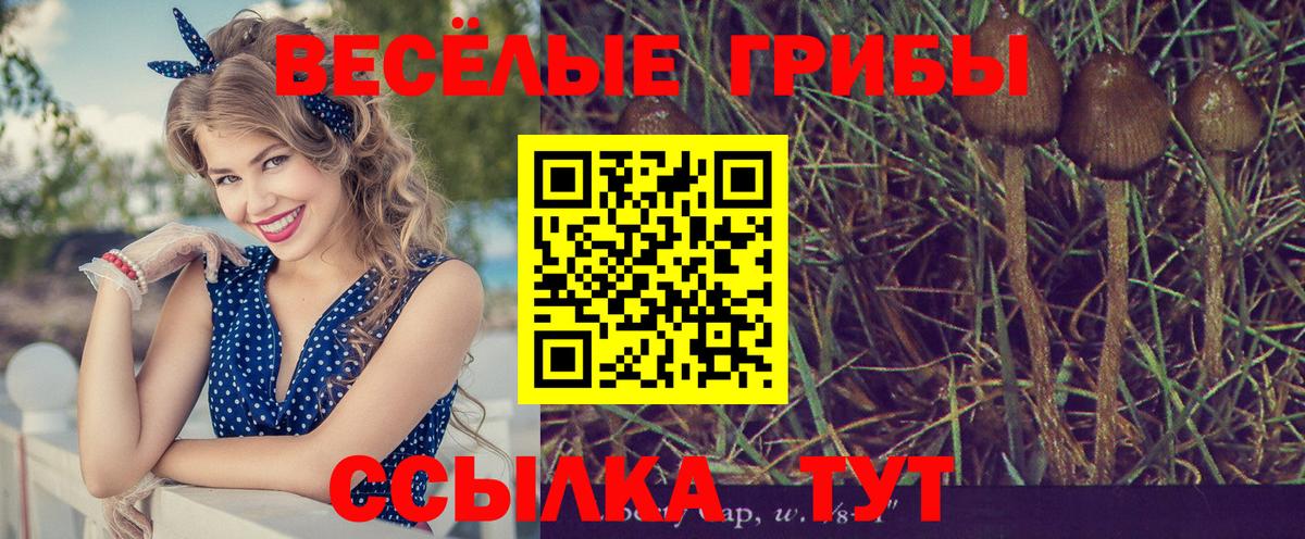 Галлюциногенные грибы Magic Shrooms  Вход с VPN  Галлюциногенные грибы Magic Shrooms  Тайшет 